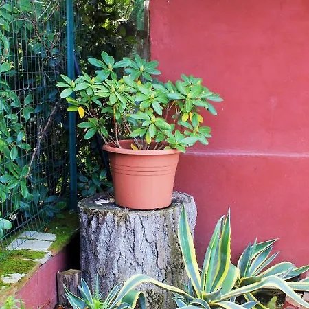 Mina House *