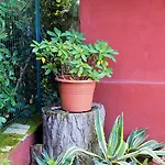 Mina House *