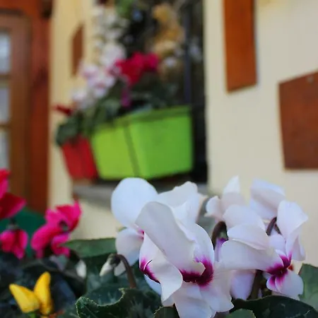 Mina House *